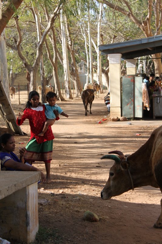 Classic rural indian scene involving cows and children carrying children.